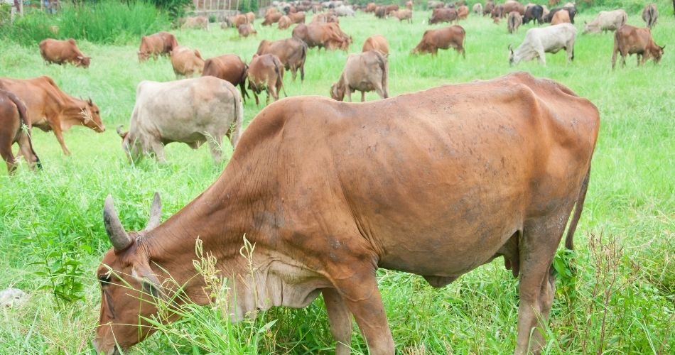 Livestock are responsible for 14.5% of global GHG emissions