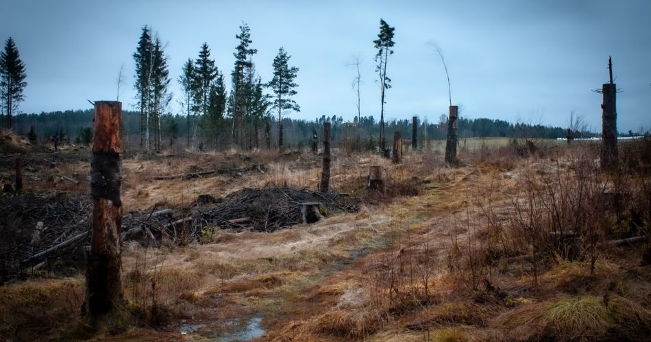 Save the forests from depletion