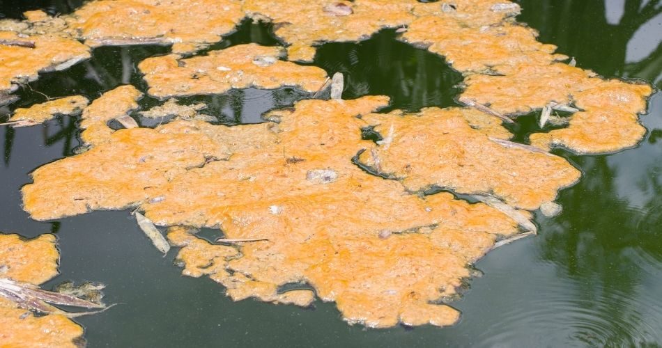 Faeces and wastes from the animal feed pollute the surface water