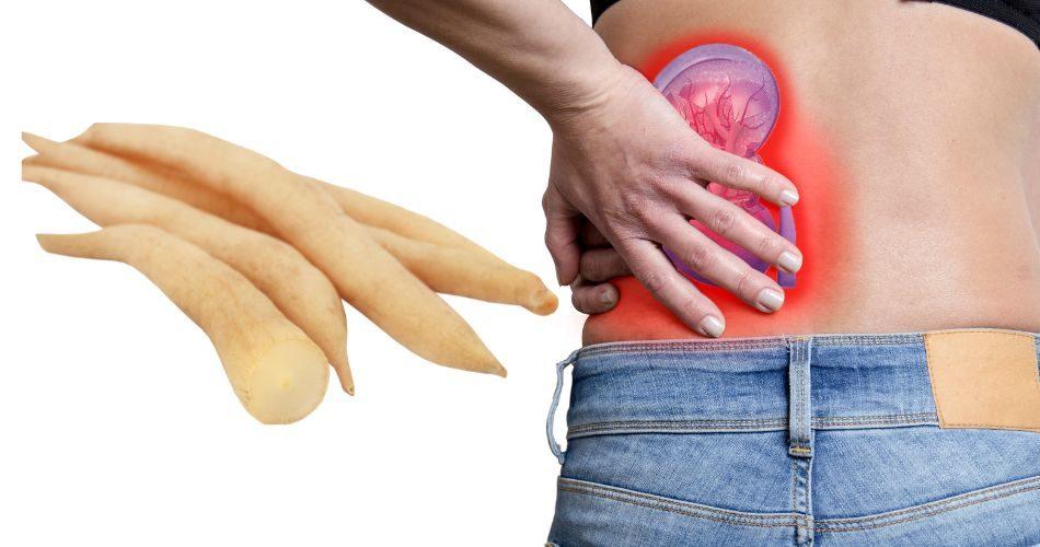 Shatavari roots helps remove oxalates accumulated in the kidneys