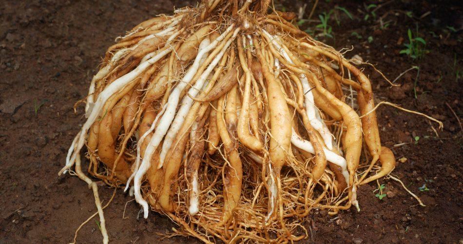 Roots of Shatavari