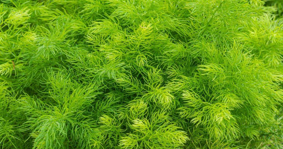 A closeup of fresh green bush of Shatavari